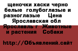 щеночки хаски черно-белые .голубоглазые и разноглазые  › Цена ­ 1 - Ярославская обл., Ярославль г. Животные и растения » Собаки   